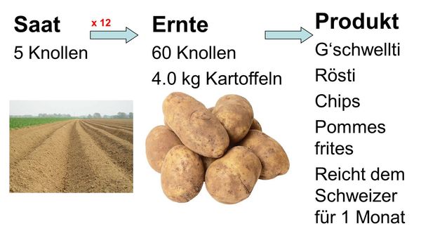 Kartoffeln Saat-Ernte